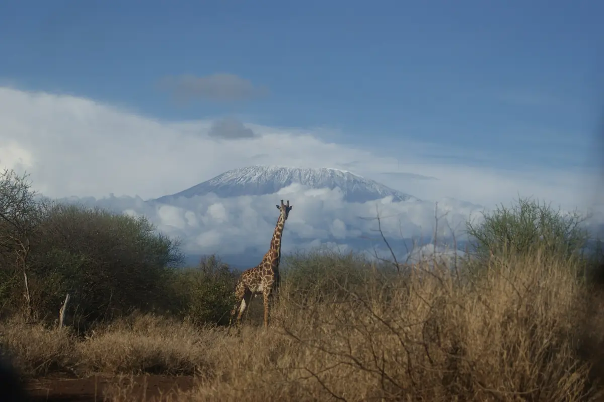 A giraffe with Kilimanjaro behind
