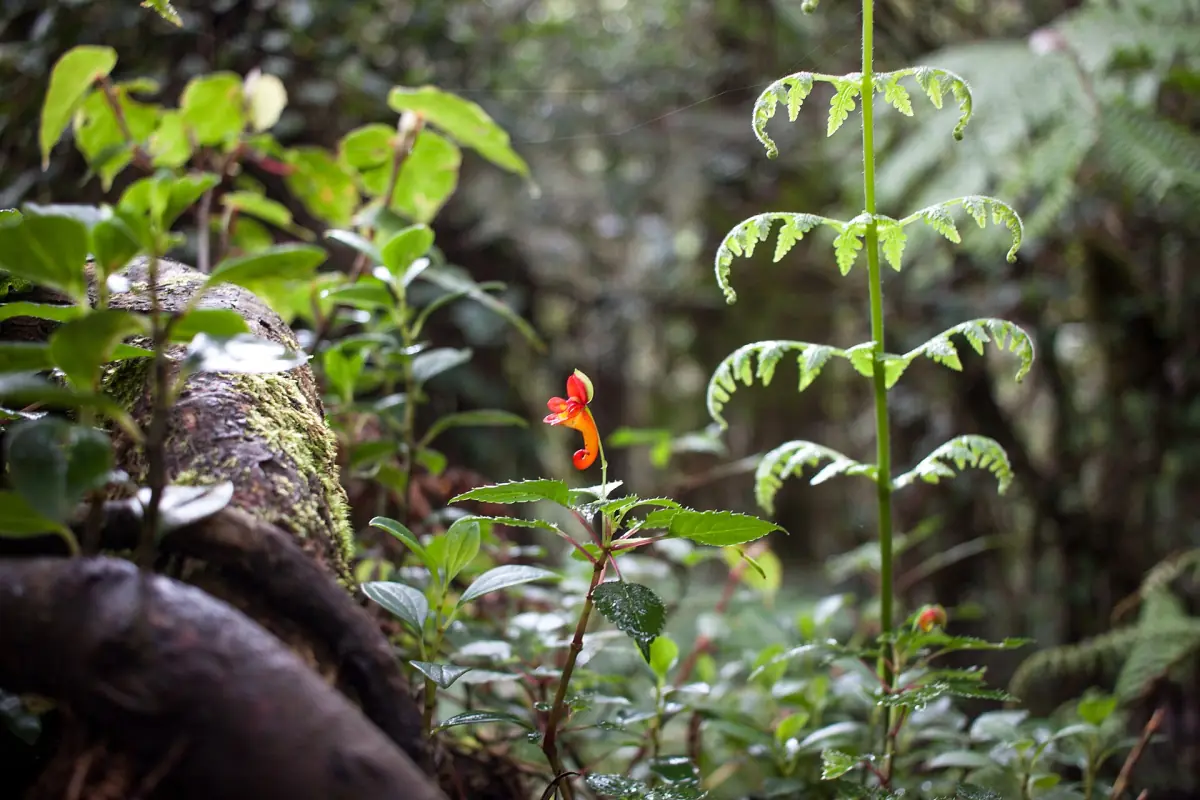 Impatiens kilimanjari in the rainforest