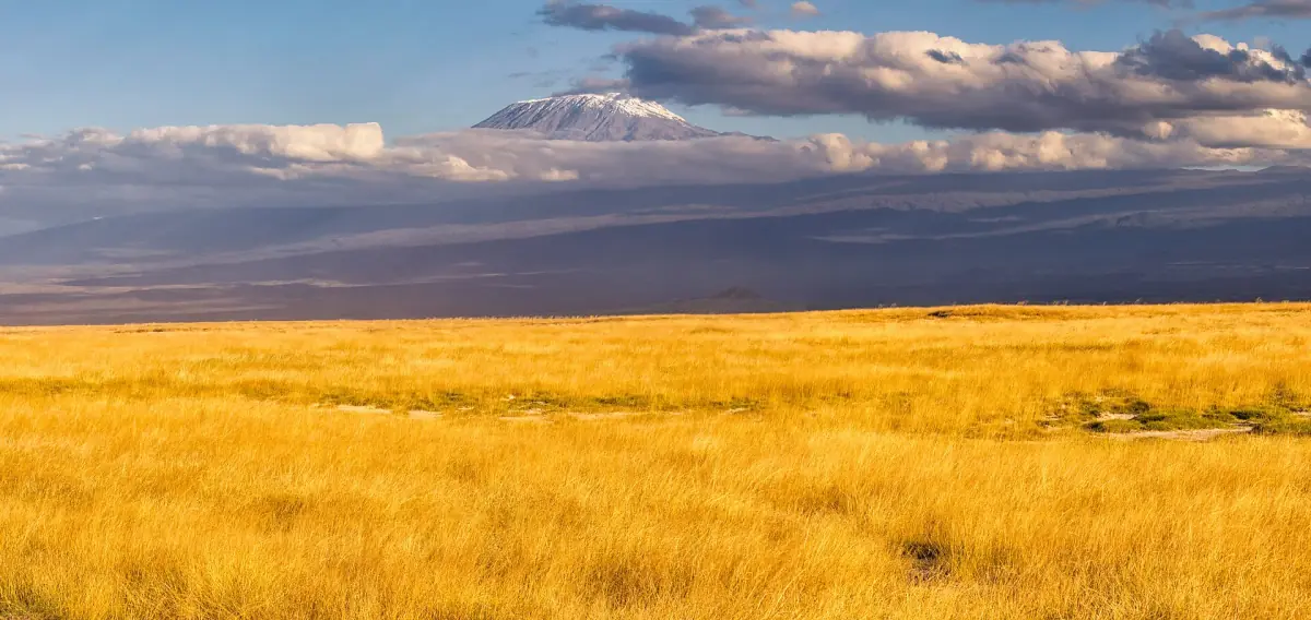 Kibo seen across golden grassland