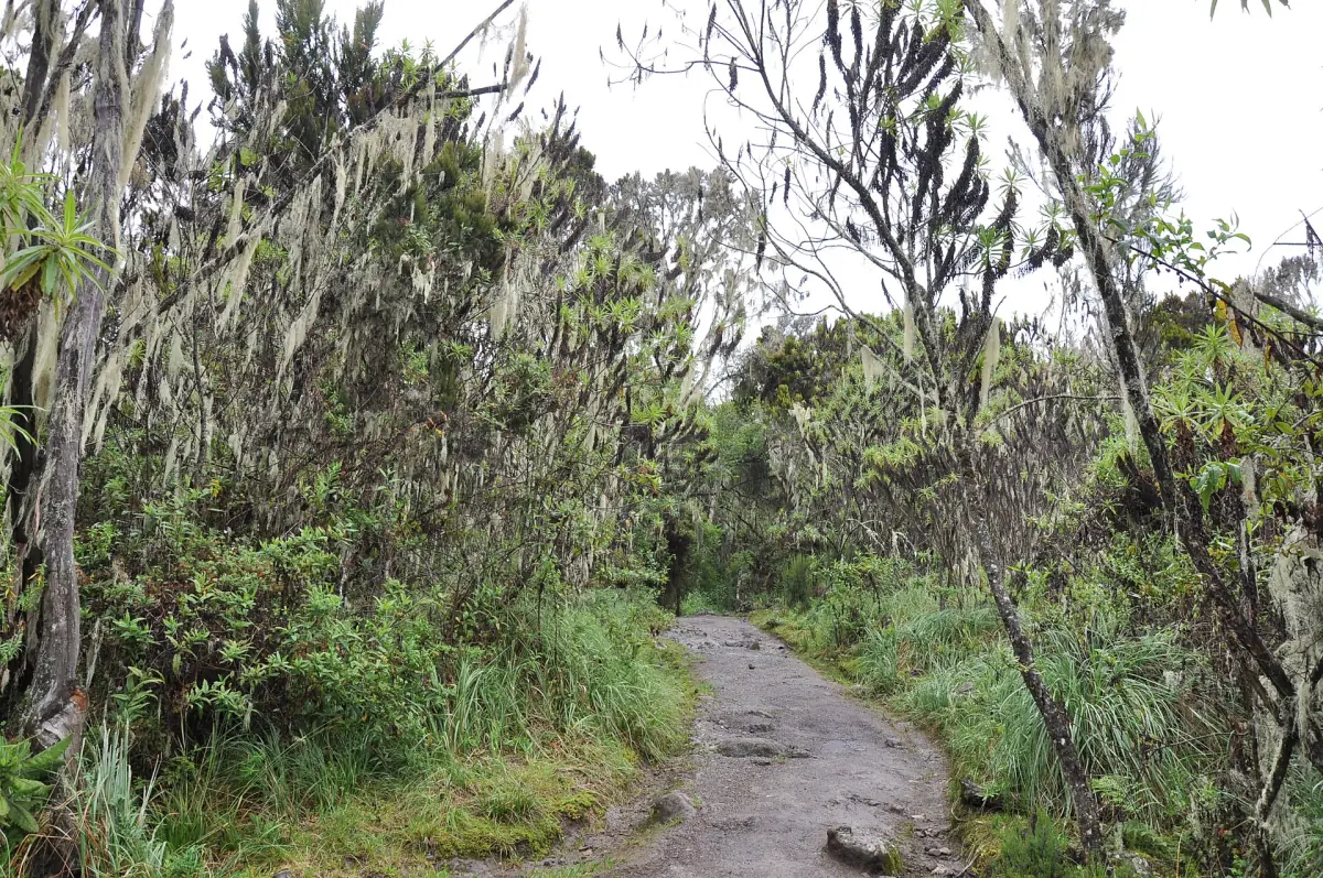 Trail through the heath zone