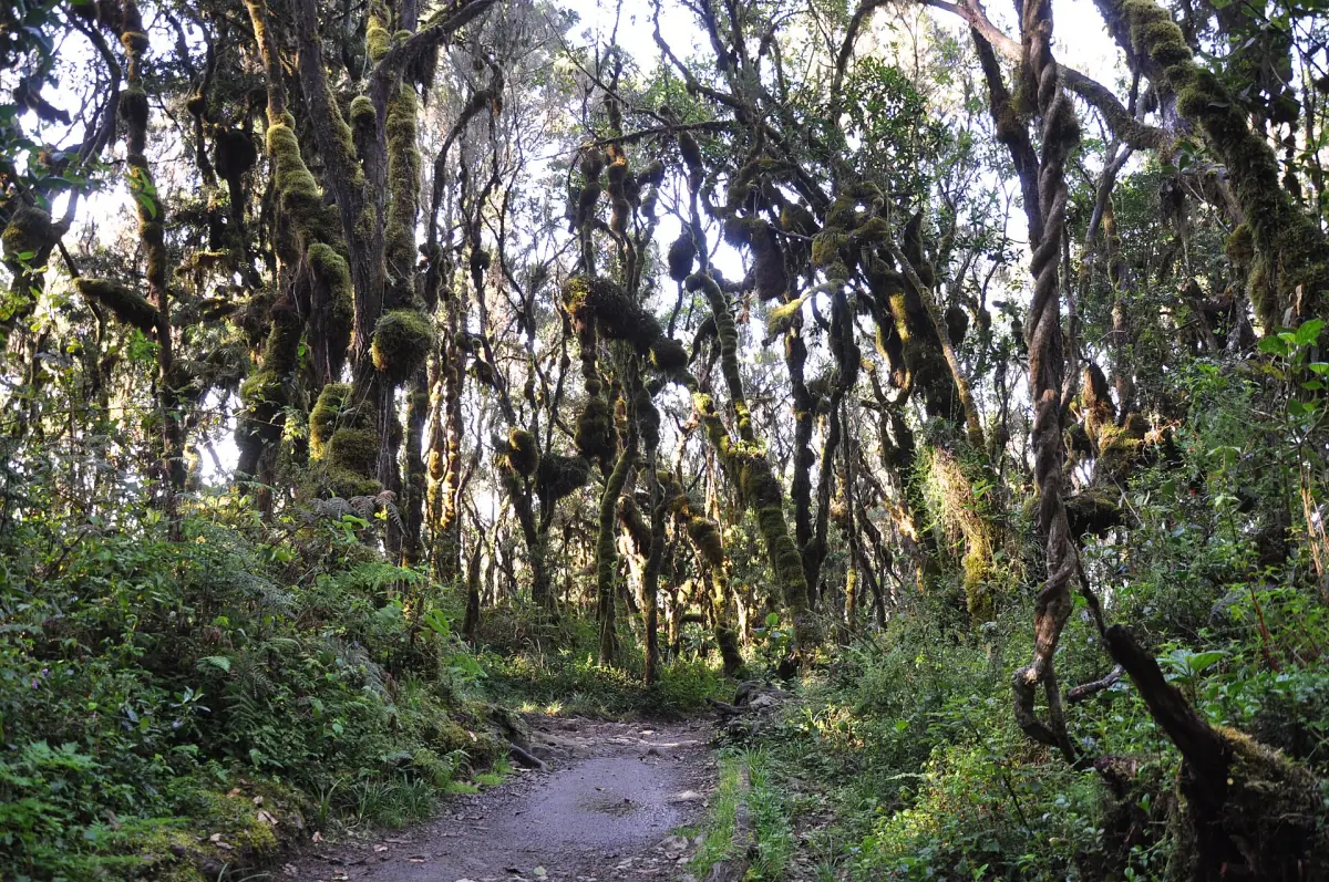 Trail through the montane rainforest