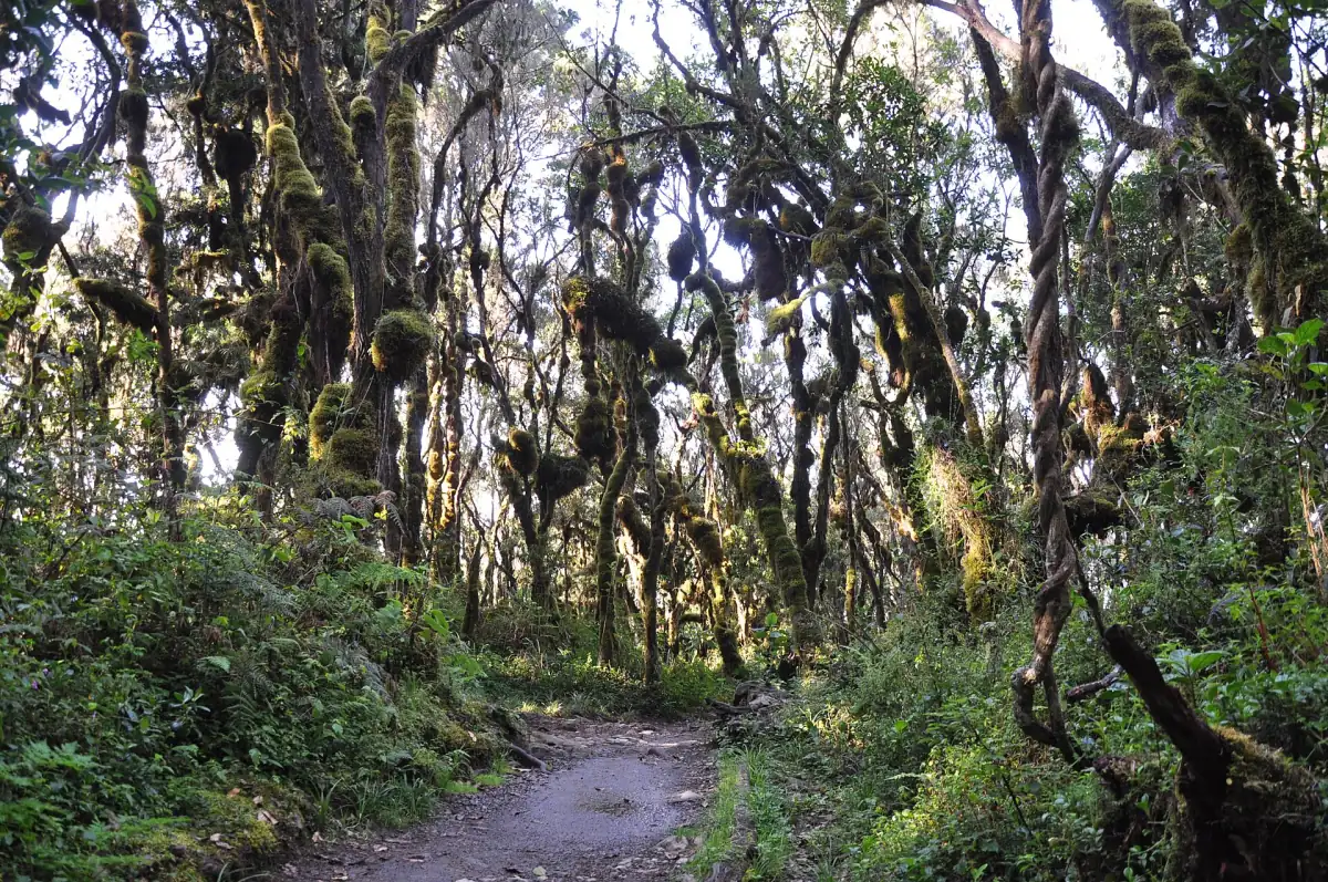 Sentier traversant la forêt tropicale de montagne