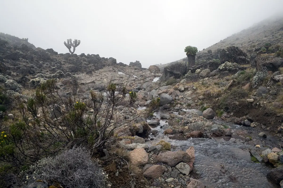 Stream among giant groundsels